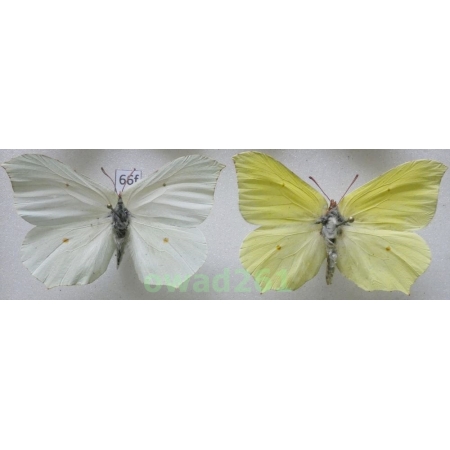 Gonepteryx rhamni (Linnaeus, 1758) pair Poland66f